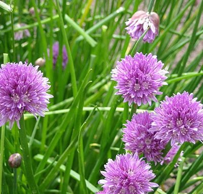 Allium_schoenoprasum