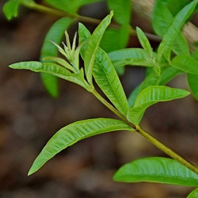 Aloysia_citriodora_Verveine_citron_Bio