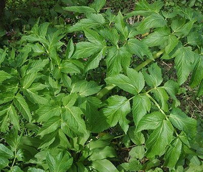 Angelica_archangelica_Bio