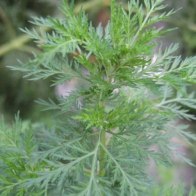 Artemisia_annua_Armoise_annuelle_Bio