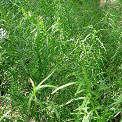 Artemisia_dracunculus_Bio