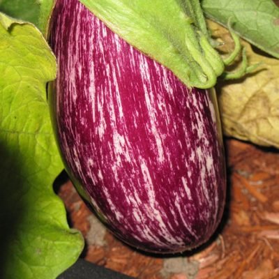 Aubergine_Listada_de_Gandia