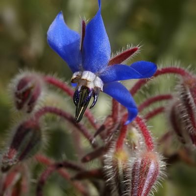 Borago_officinalis_Bourrache