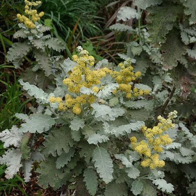 Buddleja_glomerata
