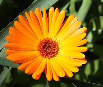Calendula_officinalis_Souci_Bio
