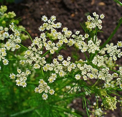 Carum_carvi_Bio