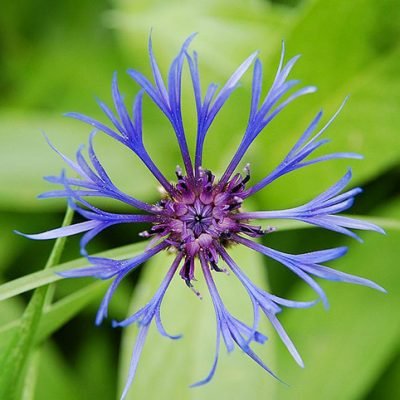Centaurea_Montana