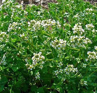 Cochlearia_officinalis_Cranson_Bio