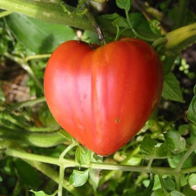 Coeur_de_boeuf