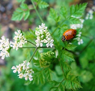 Coriandrum-sativum-Bio
