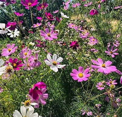 Cosmos_bipinnatus