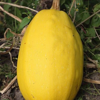 Courge_spaghetti