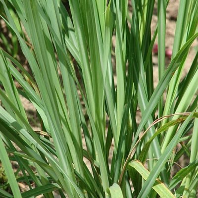 Cymbopogon_citratus_Citronnelle_Bio