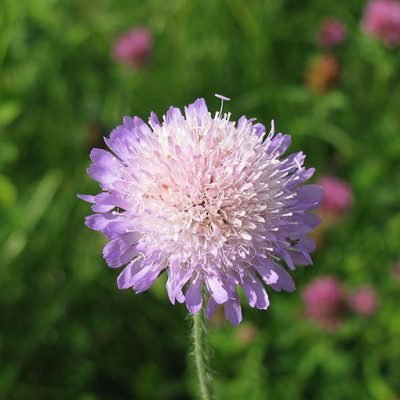 Knautia_arvensis