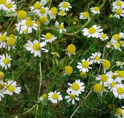 Matricaria_recutita
