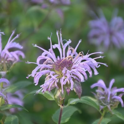 Monarda_citriodora_Bio
