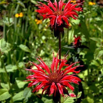 Monarda_didyma