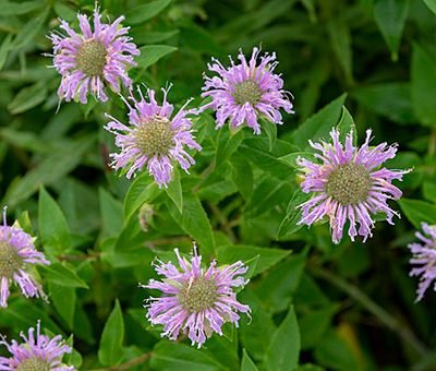 Monarda_fistulosa