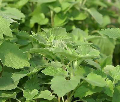 Nepeta_cataria