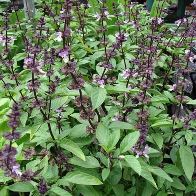 Ocimum_basilicum_var._thyrsiflorum_Basilic_Thai