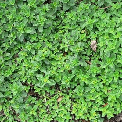 Origanum_majorana_Marjolaine_Bio