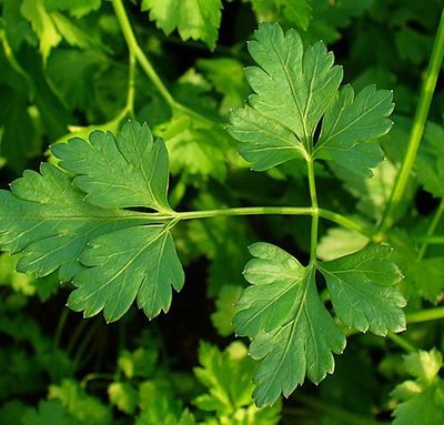 Petroselinum_crispum_Persil_Bio