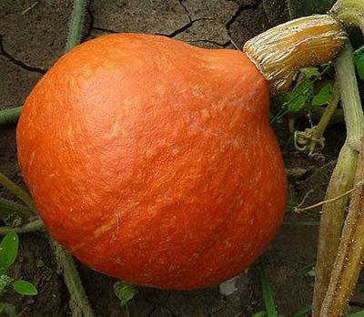 Potimarron_red_kuri