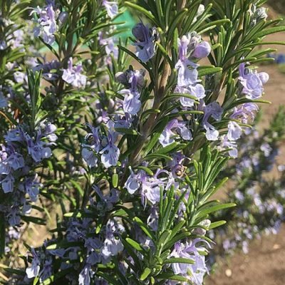 Rosmarinus_officinalis_Romarin_Bio