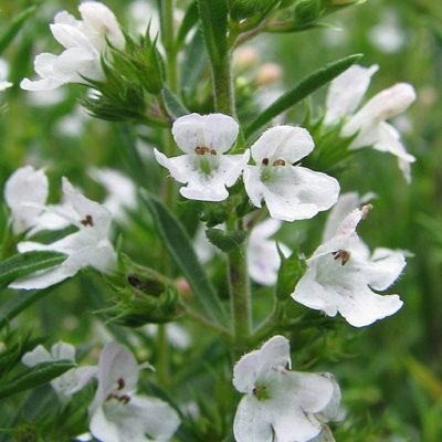 Satureja_montana_Sarriette_Bio