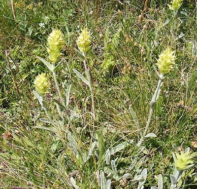 Sideritis_scardica