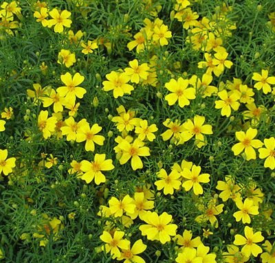Tagetes_tenuifolia_yellow_Tagetes_Bio