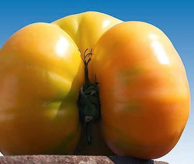 Tomate_Ananas