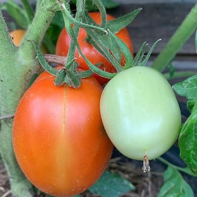 Tomate_Roma_VF