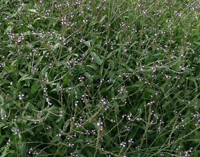 Verbena-officinalis