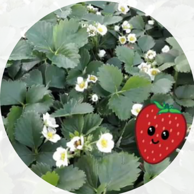 fraisiers_bio