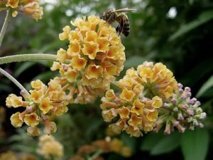 Buddleja_x_weyeriana_'Golden_Glow'