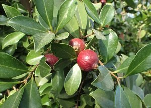 Psidium_cattleianum