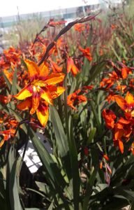 Crocosmia_Emily_McKenzie
