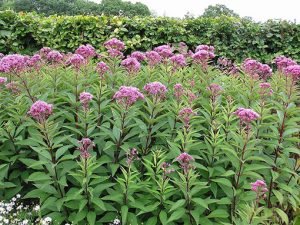 Eupatorium_purpureum