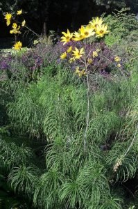 Helianthus_salicifolius