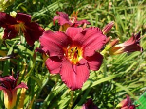 Hemerocallis_Pardon_Me