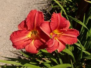 Hemerocallis_Red_Rum