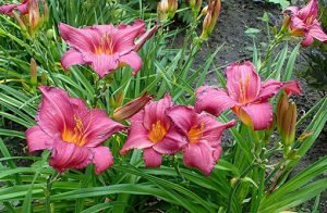 Hemerocallis_Summer_Wine