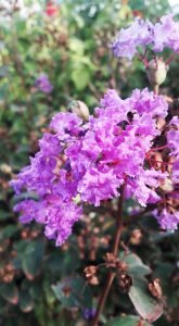 Lagestroemia_petite_orchidee