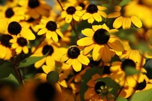 Rudbeckia_triloba
