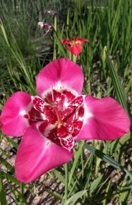 Tigridia_pavonia