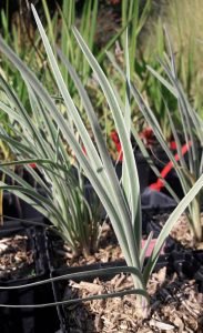 Tulbaghia_violacea_Silver_Lace