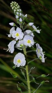 Veronica_gentianoides