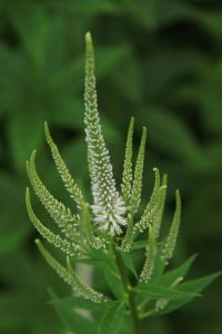 Veronicastrum_virginicum