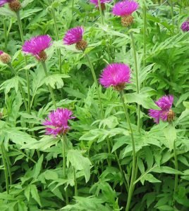 Centaurea_dealbata